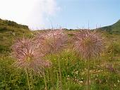 Tanti altri fiori sempre nella conca dei Campelli (3)